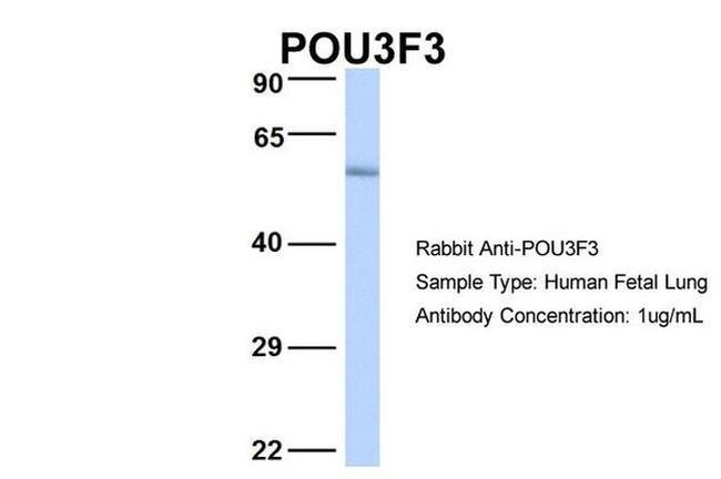 POU3F3 Antibody in Western Blot (WB)