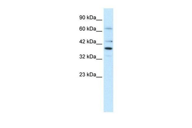 POU4F3 Antibody in Western Blot (WB)