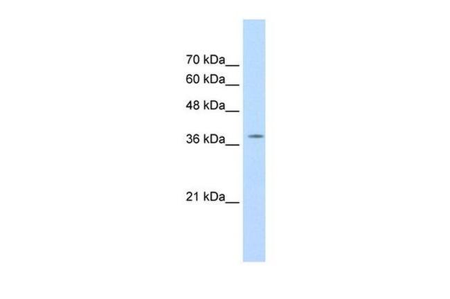 RALY Antibody in Western Blot (WB)