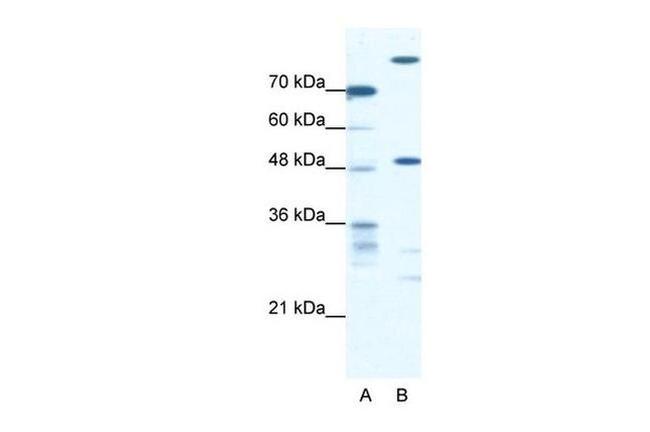 NFS1 Antibody in Western Blot (WB)