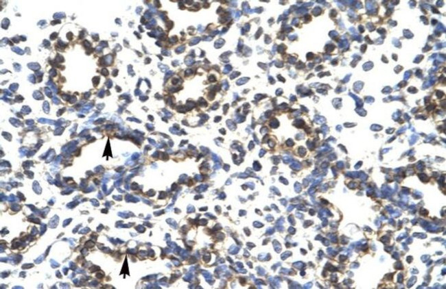 PRDM14 Antibody in Immunohistochemistry (IHC)