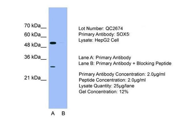 SOX5 Antibody in Western Blot (WB)