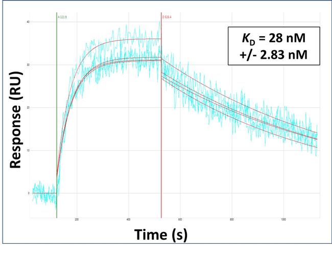 SOX10 Antibody in Surface plasmon resonance (SPR)