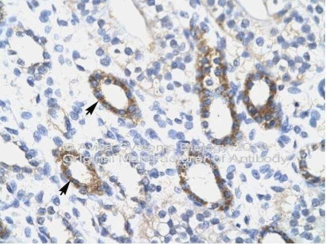 SOX10 Antibody in Immunohistochemistry (Paraffin) (IHC (P))