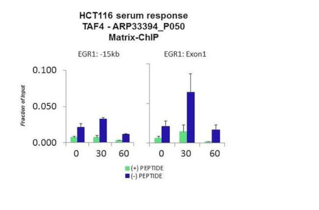 TAF4 Antibody in ChIP Assay (CHIP)