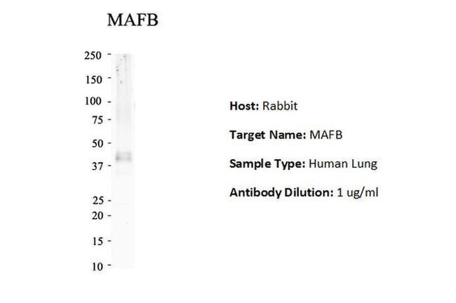 MAFB Antibody in Western Blot (WB)