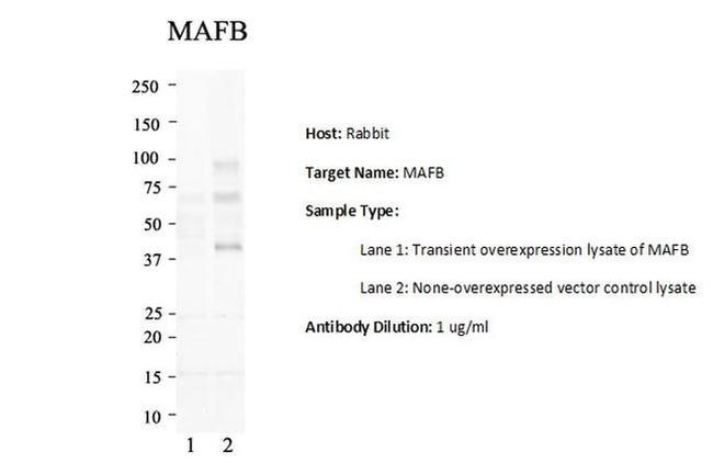 MAFB Antibody in Western Blot (WB)