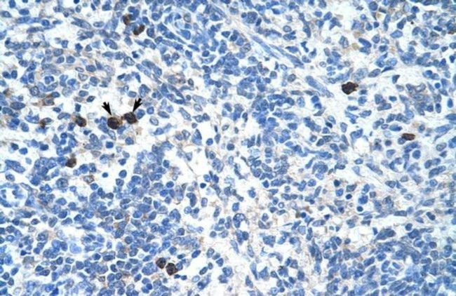 MAFB Antibody in Immunohistochemistry (IHC)