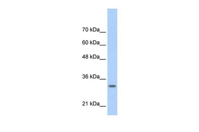 MAFB Antibody in Western Blot (WB)