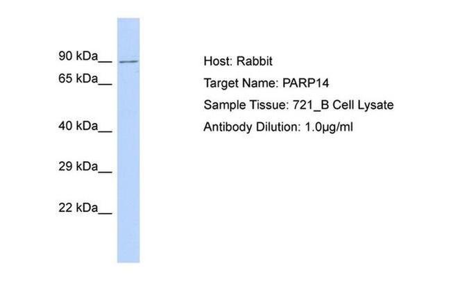 PARP14 Antibody in Western Blot (WB)