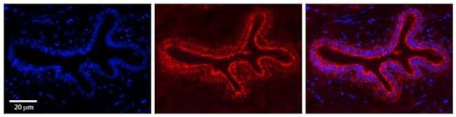 TCP-1 delta Antibody in Immunohistochemistry (Paraffin) (IHC (P))