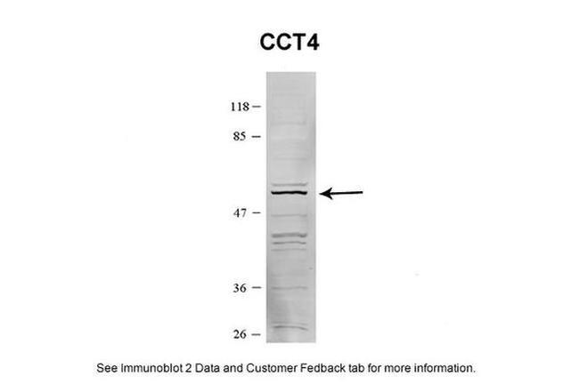 TCP-1 delta Antibody in Western Blot (WB)