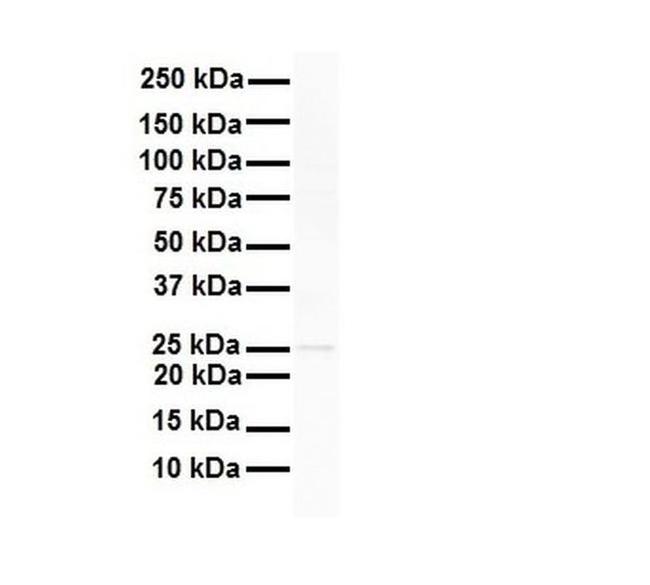 RNF2 Antibody in Western Blot (WB)