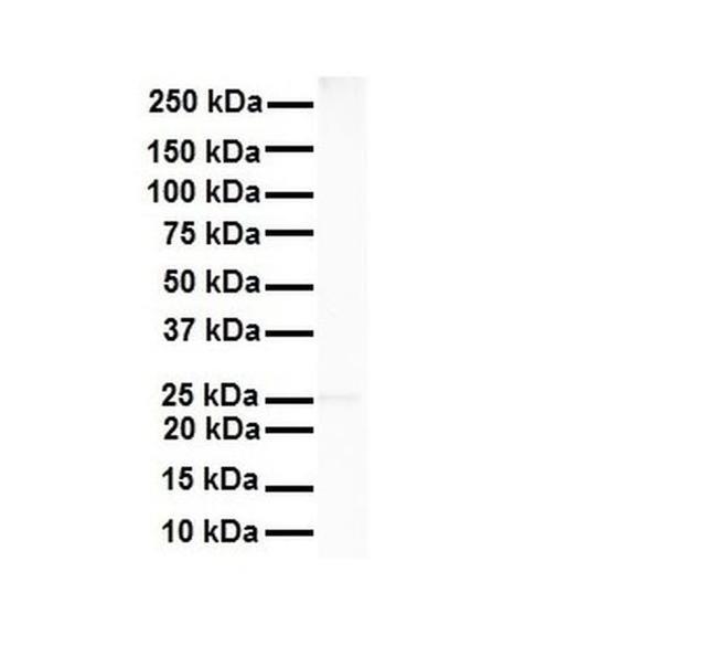 RNF2 Antibody in Western Blot (WB)