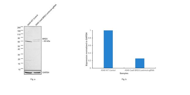 BRD3 Antibody in Western Blot (WB)