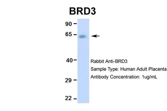 BRD3 Antibody in Western Blot (WB)