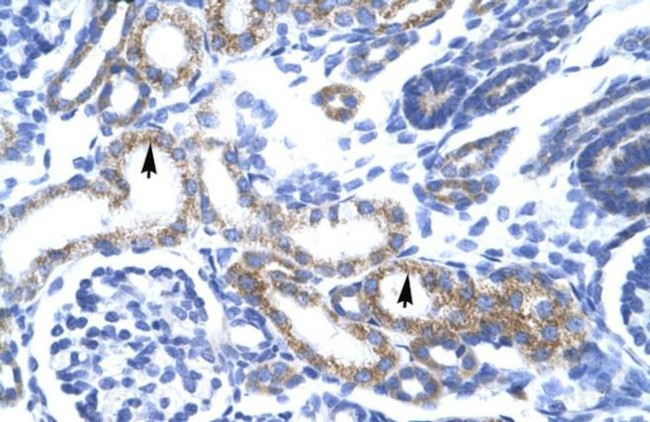 ZFAND6 Antibody in Immunohistochemistry (IHC)