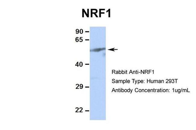 NRF1 Antibody in Western Blot (WB)