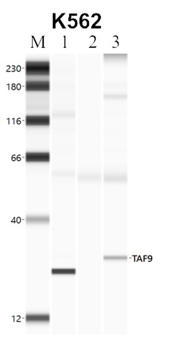 TAF9 Antibody in RNA Immunoprecipitation (RIP)