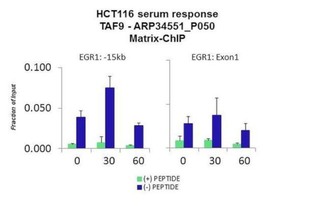 TAF9 Antibody in ChIP Assay (CHIP)