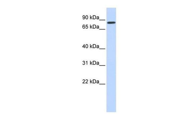 AMOT Antibody in Western Blot (WB)