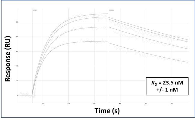 TRIM31 Antibody in Surface plasmon resonance (SPR)