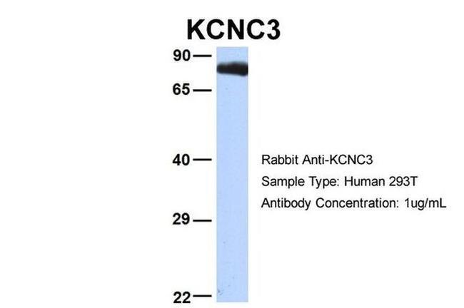 KV3.3 (KCNC3) Antibody in Western Blot (WB)