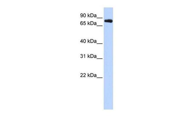 KV3.3 (KCNC3) Antibody in Western Blot (WB)