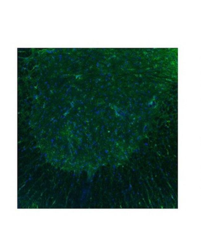 HTR3B Antibody in Immunohistochemistry (IHC)