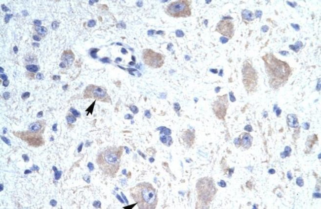 KCNIP1 Antibody in Immunohistochemistry (IHC)