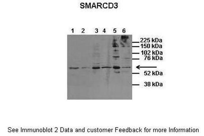 BAF60C Antibody in Western Blot (WB)