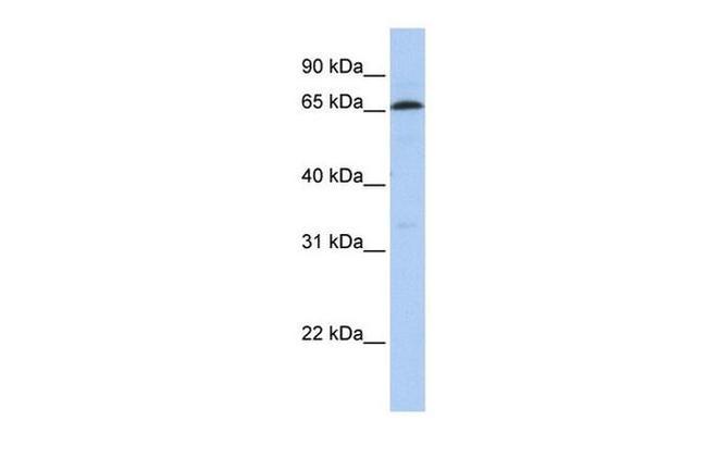 ZNF136 Antibody in Western Blot (WB)