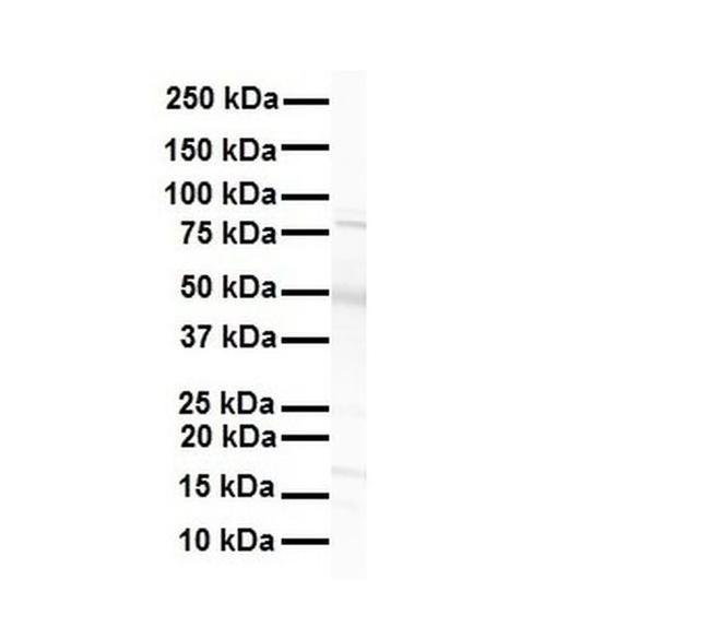 PXR Antibody in Western Blot (WB)