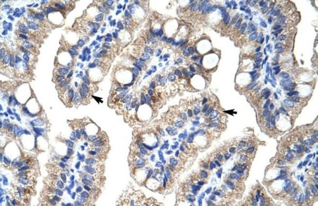 ZNF785 Antibody in Immunohistochemistry (IHC)