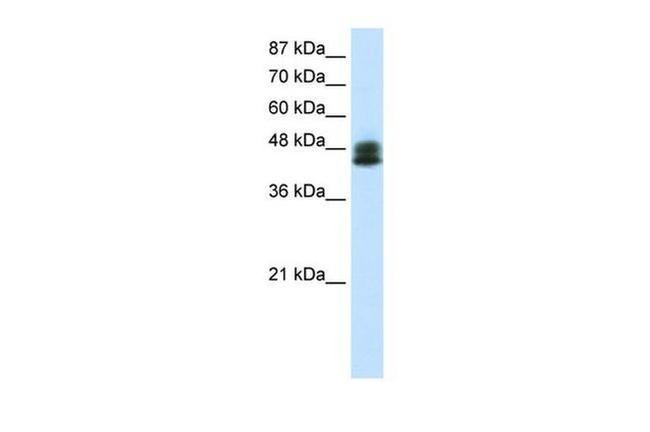 ZNF785 Antibody in Western Blot (WB)