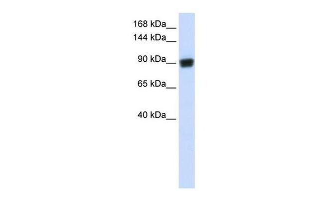 RAD54B Antibody in Western Blot (WB)