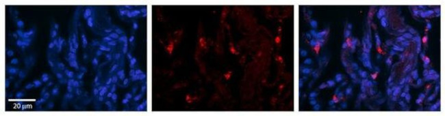 DHX30 Antibody in Immunohistochemistry (Paraffin) (IHC (P))