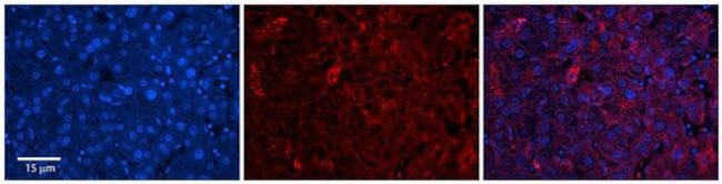 DHX30 Antibody in Immunohistochemistry (Paraffin) (IHC (P))