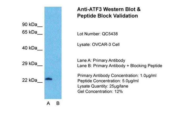 ATF3 Antibody in Western Blot (WB)