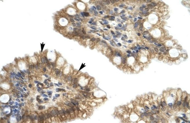 NUCB2 Antibody in Immunohistochemistry (IHC)