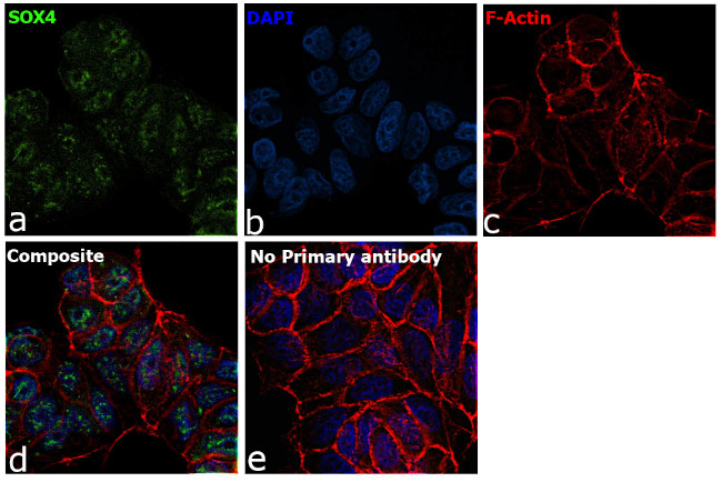 SOX4 Antibody in Immunocytochemistry (ICC/IF)