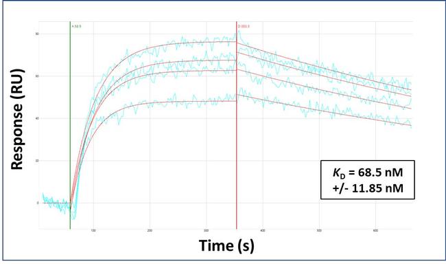 TEAD4 Antibody in Surface plasmon resonance (SPR)