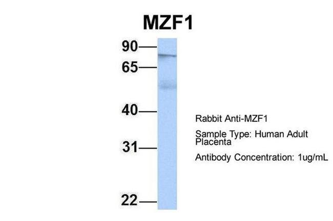 MZF1 Antibody in Western Blot (WB)