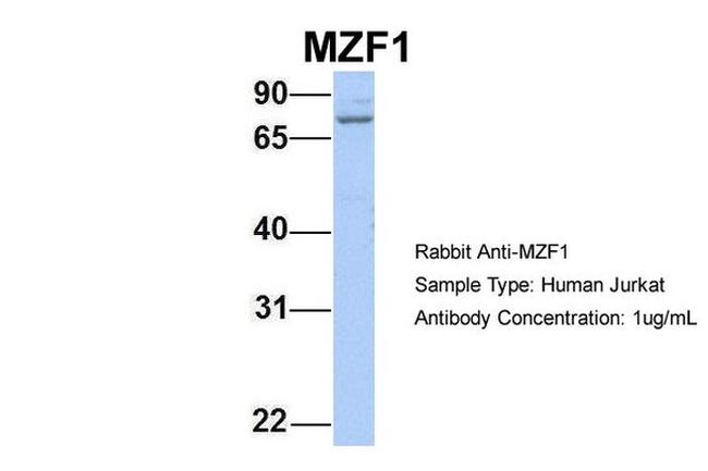 MZF1 Antibody in Western Blot (WB)