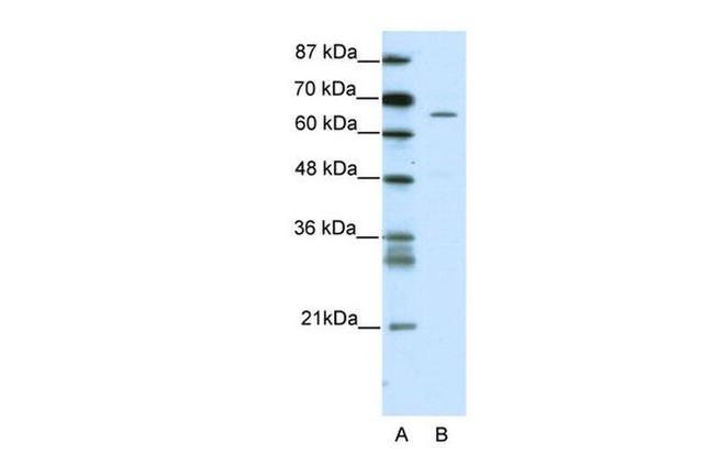 ZNF205 Antibody in Western Blot (WB)