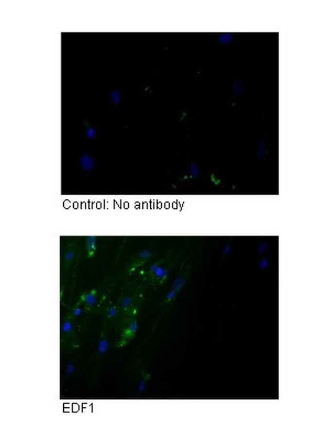 EDF1 Antibody in Immunocytochemistry (ICC/IF)