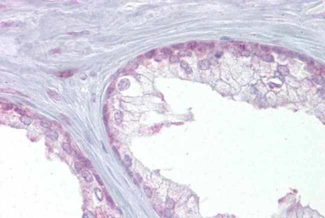 EDF1 Antibody in Immunohistochemistry (IHC)