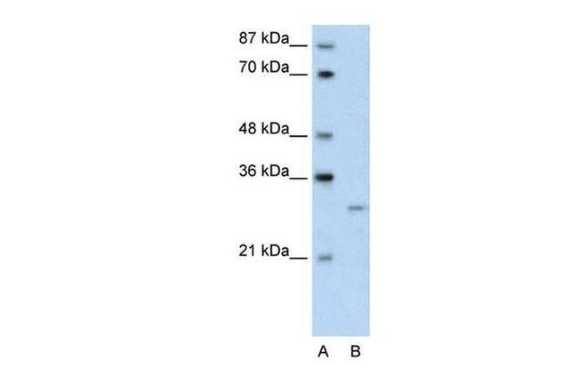 CREG1 Antibody in Western Blot (WB)