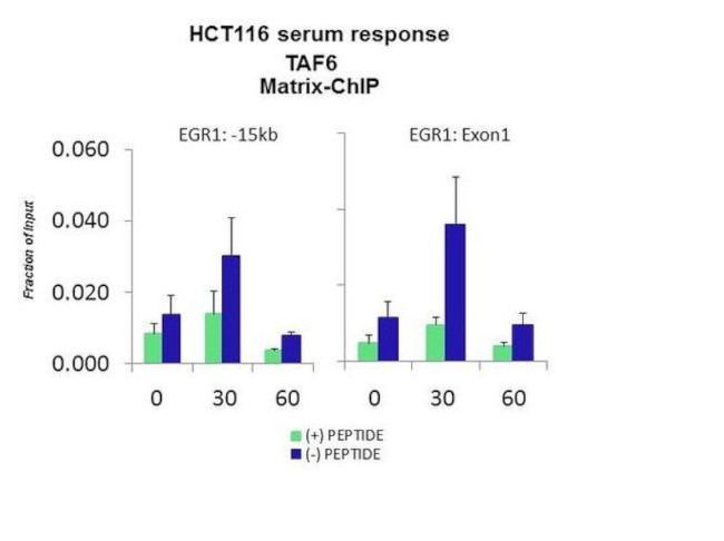 TAF6 Antibody in ChIP Assay (CHIP)