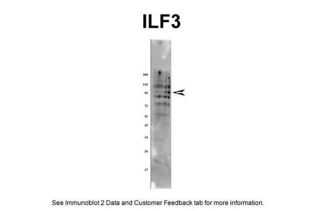 ILF3 Antibody in Western Blot (WB)